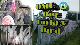 Tirkutam amp Nazitam village Tour OMG 😱 Big 🦃 Turkey Bird Dekeyo guys 👌😍 [upl. by Itoyj]