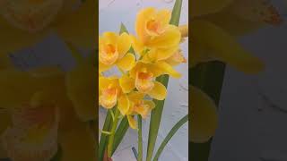 Cymbidium Orchids quotBlazing Dreamsquot Hybrids Orchids I love yellow flowers plants plantas flower [upl. by Maxey]