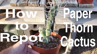 Replanting Paper Thorn Cactus  Tephrocactus articulata papyracantha Opuntia [upl. by Guillema]