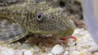 Plecostomus eating bloodworms [upl. by Kos]