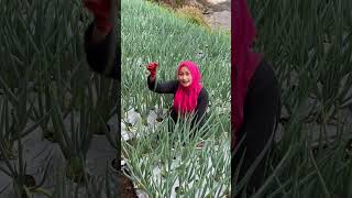 Murahnya Bawang daun [upl. by Yzzik]