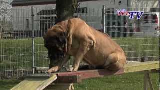 Mastiff Informationen zur Rasse [upl. by Ethel]