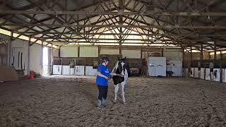 jul24 kd inhand dressage kristen boyd haslers dream angel dldd [upl. by Erika406]