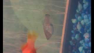 Is my blue platy pregnant [upl. by Nawuj970]