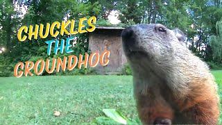 Chuckles the Groundhog Eating amp Relaxing [upl. by Lleraj]