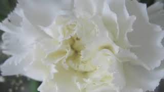 How Do White Carnations Grow [upl. by Anwaf]