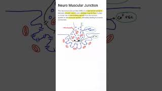 NeuroMuscular Junction  NMJ  Nerve Muscle Physiology  MBBS 1ST YEAR [upl. by Sundberg]