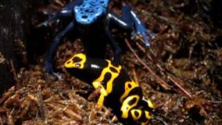 YellowBanded Poison Dart Frog at the Tennessee Aquarium [upl. by Gibe568]