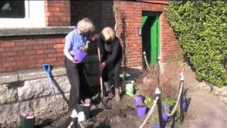 Planting Perovskia atriplicifolia Russian Sage [upl. by Zitvaa]