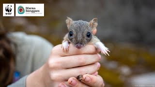 The Next Generation of Bettongs  WWFAustralia [upl. by Alic242]