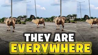 Rickshaw Run India E10 Final episode Im tried of cows [upl. by Cale]