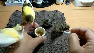 Hand Feeding Canary amp Sparrow amp Diamond Firetail Finch 20220801 [upl. by Mosa249]