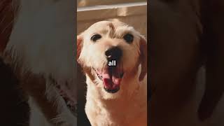 Can Dogs Really Understand Us 🐶 dog youtubeshorts love [upl. by Aicissej]