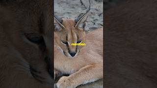 Why Caracals Arent Friendly Pets [upl. by Olethea]