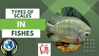 TYPES OF SCALES IN FISHES  scale [upl. by Giarla285]