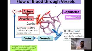 Science 30  Biology  2  Blood Vessels [upl. by Aikemat]