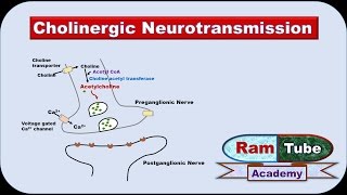 Cholinergic Neurotransmission made easy with animation Pharmacology [upl. by Christoph]