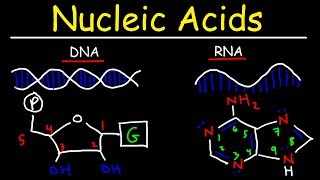 Nucleic Acids  RNA and DNA Structure  Biochemistry [upl. by Anitsej]