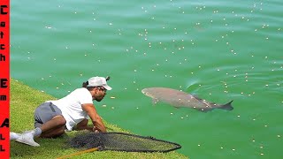 CATCHING a MASSIVE POND WHALE Snuck Up and BEACHED it [upl. by Older]