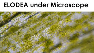 Elodea Cell Cytoplasmic streaming under Miscroscope [upl. by Ellehcsar452]