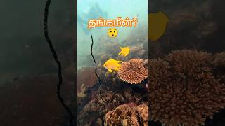 🐠🐠 GOLDEN DAMSELFISH Pilot Reef 4 tamil fish aquarium aquariumfish fishtank freetofly shorts [upl. by Ocnarf685]