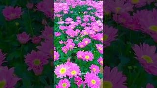 Beautiful Chrysanthemum morifolium 💮😍shorts flowersshortviralvideonaturalbeautifulflowers [upl. by Alihs762]