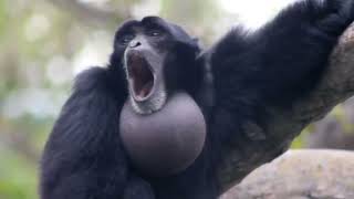 yelling monkey REAL SCREAMING GIBBON MONKEY DIDNT EDIT [upl. by See561]