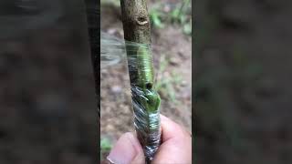 Guava Tree Grafting for Beginners EP106 fruitgrafting [upl. by Aurthur]