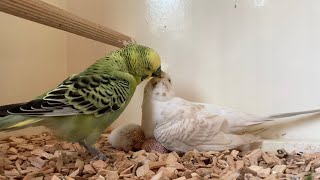 Baby parakeets March 2020 [upl. by Scoville]