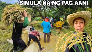 Nagsimula na kaming Mag ani ng palay Pagkakaisa para mabilis mataposPagtulong kay utol Pag aani [upl. by Anneirb]