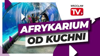 Afrykarium Zoo Wrocław zobacz jak wygląda od środka  Wrocław TV [upl. by Amoakuh184]