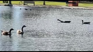 Geese keen on visiting the lake geese goose lake [upl. by Holly-Anne492]