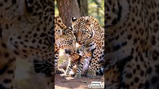 Adorable Moment Leopard Smooches Baby Leopard  Rare Big Cat Love Captured [upl. by Rue]