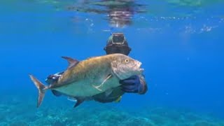 Shoot Giant Trevally Nelayan Komodo kedalaman 1015 meter  Spearfishing Indonesia [upl. by Ahsenyl]