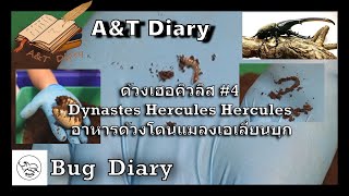 ด้วงเฮอคิวลิส Dynastes Hercules 4 อาหารด้วงโดนแมลงเอเลี่ยนบุก แก้ไขยังไง  Bug Diary  AampT Diary [upl. by Laurie]