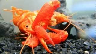 Procambarus Clarkii Crayfish Mating [upl. by Ande858]