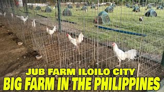 Best Big Farm In The Philippines JUB FARM  JOHN UY BICO [upl. by Yrnehnhoj]