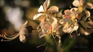 clerodendron wallichii in early summer [upl. by Shaya595]