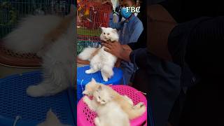 PersianCatPriceInBd PersianCatPrice PersianCat CatPrice short shorts shortvideo viral [upl. by Squires204]