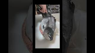 Tech prim paul cuffaro mark rober catch and cook mrbeast blue parrot fish fish tank pet [upl. by Lagasse985]