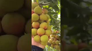 Lichi short video litchi fruit farming fruit lichi nature farming shorts [upl. by Nileuqcaj]