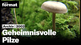 Geheimnisvolle Pilze 2002 [upl. by Ailyn]