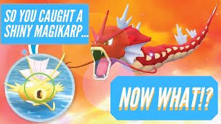 Lets train GYARADOS How to build a Competitive Gyarados Moveset in Pokemon Sword and Shield [upl. by Yxor]