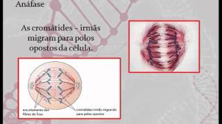 Ciclo Celular  Interfase e Mitose [upl. by Noryk]