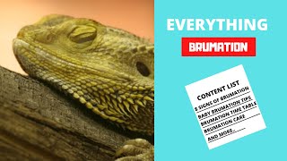 Bearded Dragon Brumation  Signs Time length And What To Do Next [upl. by Secunda]