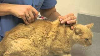 Local Experts Granite City Pet Hospital How to Inject a Cat [upl. by Ravens648]