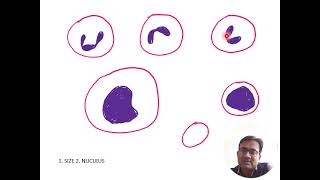 IDENTIFICATION OF LEUKOCYTE [upl. by Tamma]