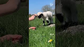 Lamb Gives Woman Fist Bump [upl. by Plante]