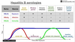 Hepatitis B serologies [upl. by Asiralc]