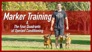 Marker Dog Training amp The Four Quadrants of Operant Conditioning [upl. by Nyvets]